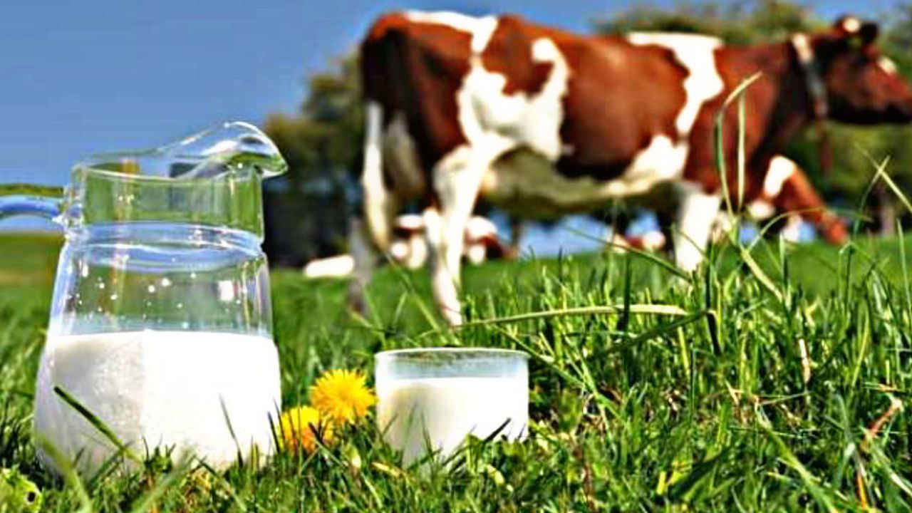 فوائد واضرار الحليب البقري