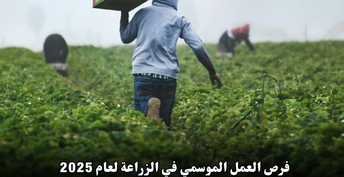 فرص العمل الموسمي في الزراعة لعام 2025